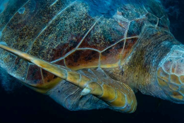 Oceans Day Turtle Banner