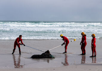 Kommetjie seal and turtle rescue July 2019