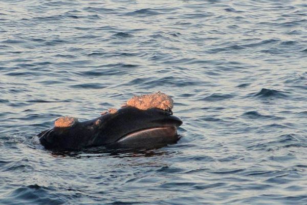 Whale ian494