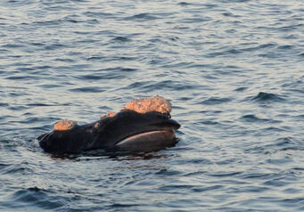 Whale ian494