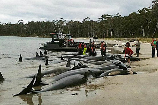 Beached whales