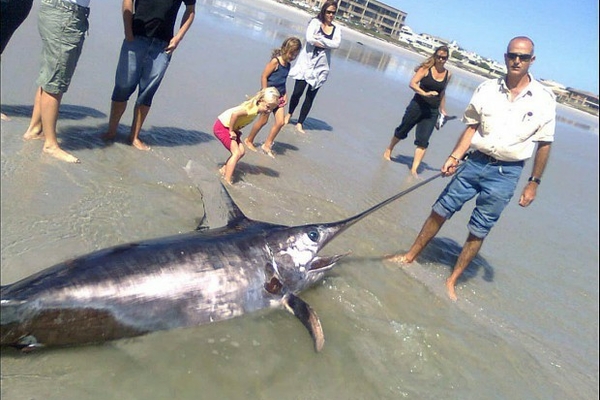 Swordfish melkbosstrand2 620x458