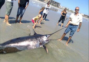Swordfish melkbosstrand2 620x458