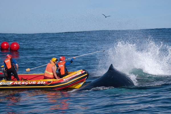 FL Tangled Whale Rescued 4244