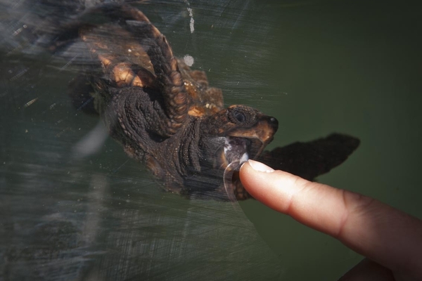 Turtle 5752