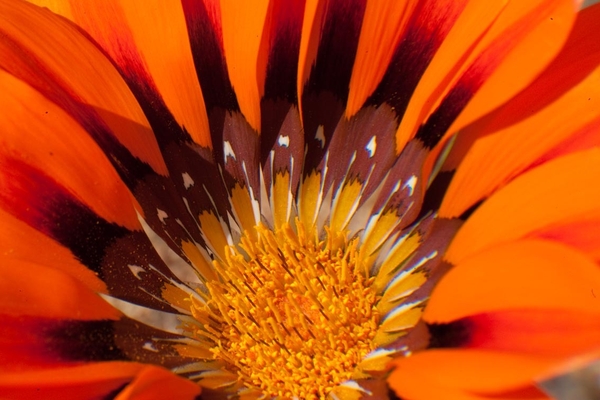 Flower 0133