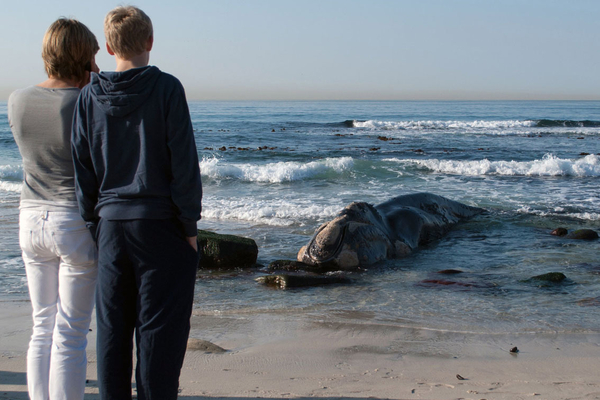 A Beached Whale 5371 NSRI