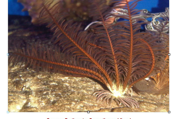 Feather star