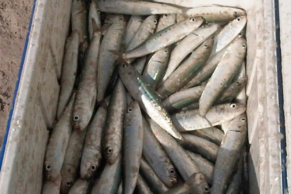Sardines1