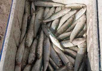 Sardines1