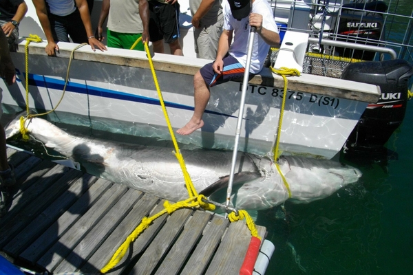 Shark2059