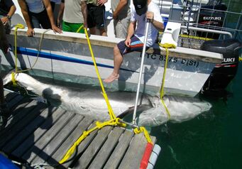 Shark2059