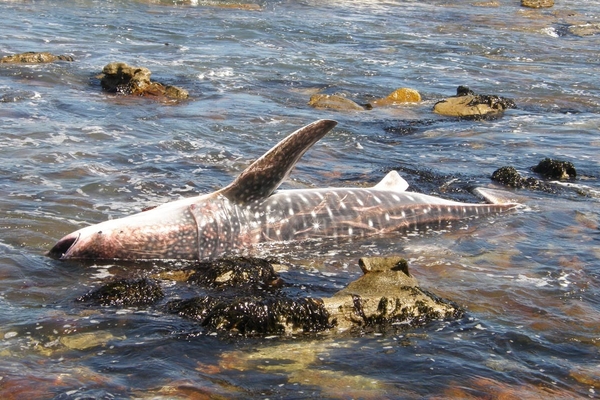 W Kommetjie shark 308