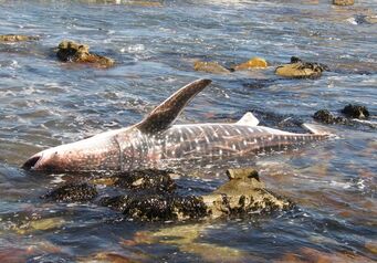 W Kommetjie shark 308