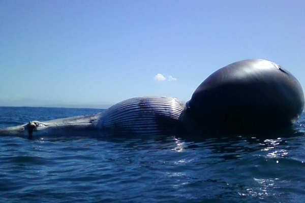Whale 0013