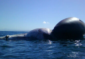 Whale 0013