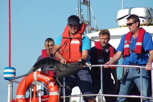 Giant Petrel Release 1