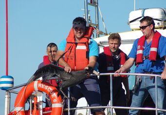 Giant Petrel Release 1
