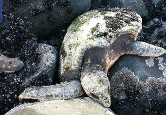 NSRI Turtle004