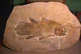 Coelacanth