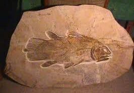 Coelacanth