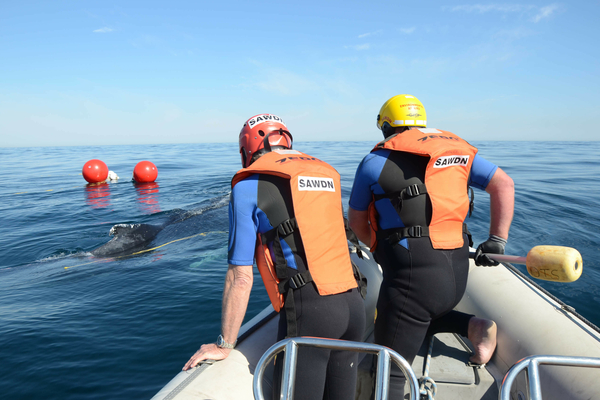 Whale 2326