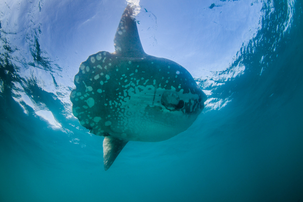 Mola mola