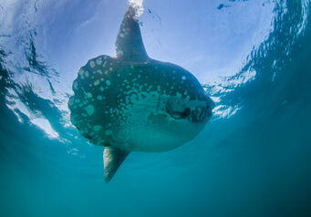 Mola mola