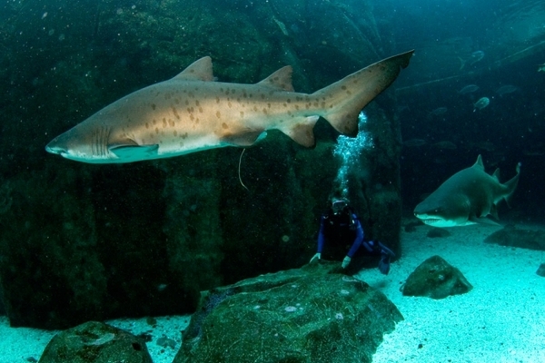 Diving11 700x0