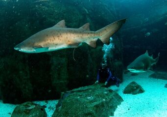 Diving11 700x0