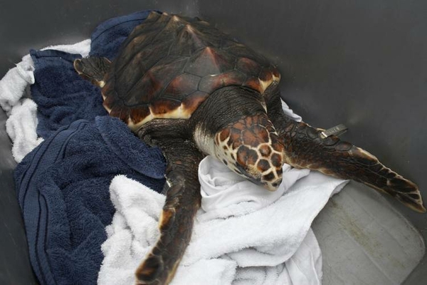 Turtle release2 750 500 70