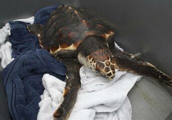 Turtle release2 750 500 70