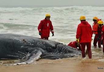 Whale 3