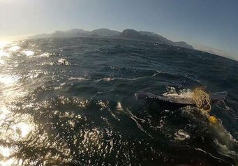 Whaledis01