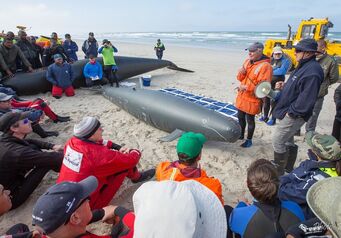 Whalestrand training Rob Tarr