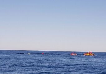Whale Disentanglement PE