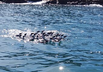 Penguin release