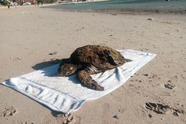 Sea turtle