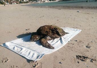 Sea turtle