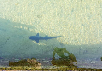 Shark 1