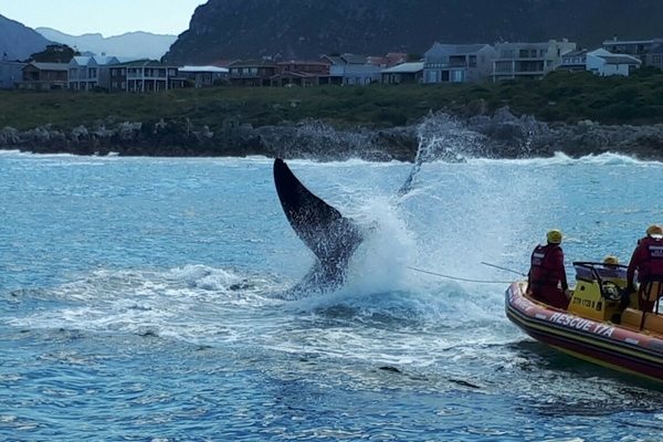Hermanus Whale disentanglement