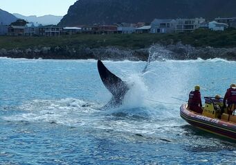Hermanus Whale disentanglement