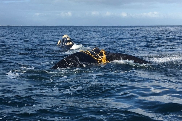 Whale Disentanglement Clovelly
