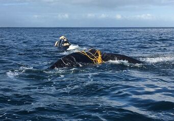 Whale Disentanglement Clovelly
