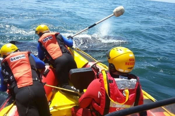 Whale Jaytee