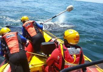 Whale Jaytee