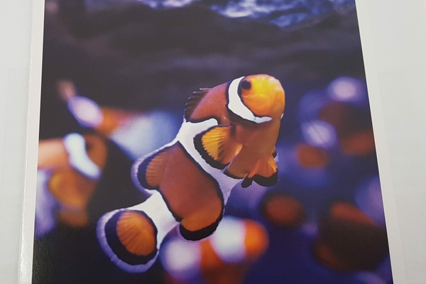 ORANGE CLOWNFISH Amphiprion percula e1519848227513