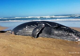 IMG 20180630 WA0009