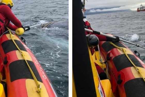 Whale rescue 1