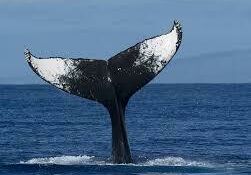 Wale tail